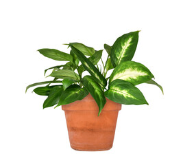 Dieffenbachia green tropical houseplant in terracotta pot isolated cutout on transparent