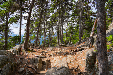 Pathway covered with pine needles in the forest of Yakutania Point near Skagway, Alaska