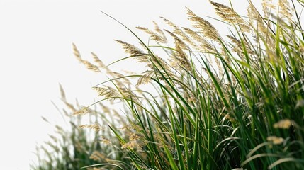 Tall grass blowing in the wind on a sunny day. Perfect for nature and outdoor concepts