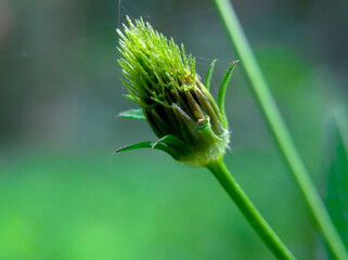 Bidens pilosa or ketul flower on a natural green background