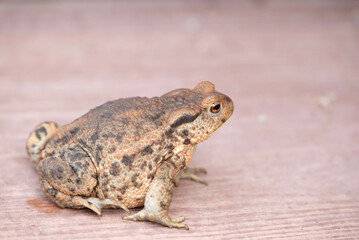 Solitary Toad: A Close-Up Portrait