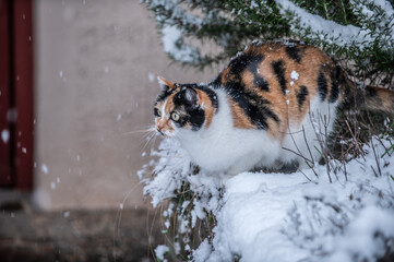 Obraz premium Katze im Schnee schaut erstaunt auf fallende Schneeflocken