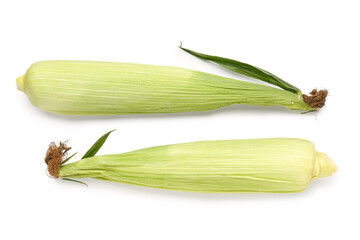 Fresh corn cobs on white background