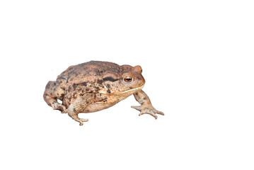 Fototapeta premium toad with transparent background