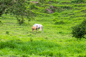 Naklejka na ściany i meble Partial view common horse in the countryside