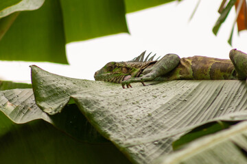 green iguana resting on a banana leaf in the rainforest.