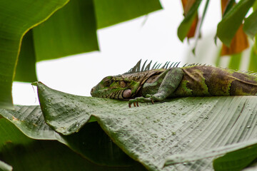 green iguana resting on a banana leaf in the rainforest.