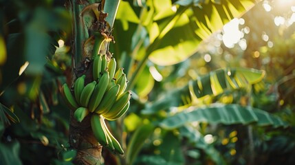 A bunch of green bananas hanging from a tree. Suitable for tropical fruit illustrations or healthy eating concepts