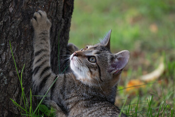Tabby Kitten Playing on a Tree