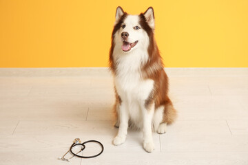 Cute Husky dog with stethoscope near orange wall