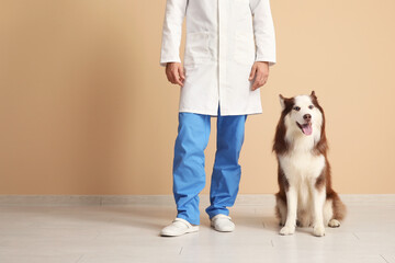 Veterinarian with cute Husky dog near beige wall