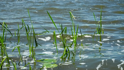 Lake water surface with waves and grasses in a close-up abstract view. A sunny summer day scene in windy weather on the river, pond, or another water reservoir. Perhaps a flooded area landscape.