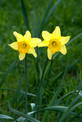 Obraz premium Daffodil Hill