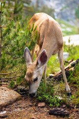 Wild deer in the high sierras of California