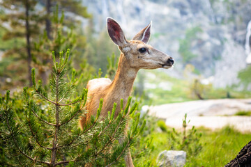Wild deer in the high sierras of California