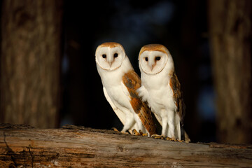 Owl couple at sunset. Pair of barn owls, Tyto alba, perched on edge of forest in last evening...