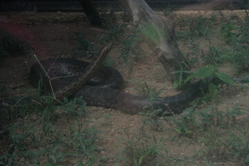 Serpientes Hábitat en el zoológico