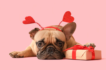 Cute French bulldog in hairband with hearts and gift box on pink background. Valentine's Day...