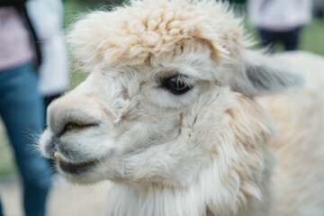 那須どうぶつ王国の動物たち