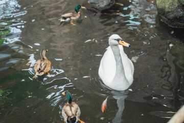 那須どうぶつ王国の動物たち