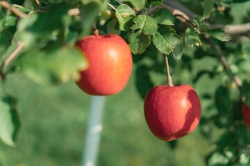 青森のりんご畑で取れたりんご
