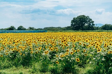 茅ヶ崎のひまわり畑