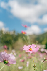 国営昭和記念公園のコスモス畑