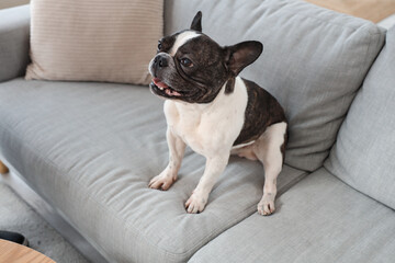 Cute French Bulldog at home