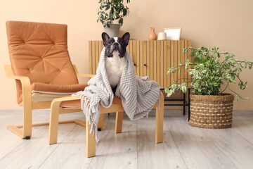 Cute French Bulldog with plaid at home at home