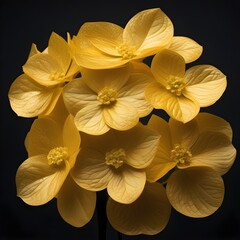 Golden hortensia flower closeup on black background