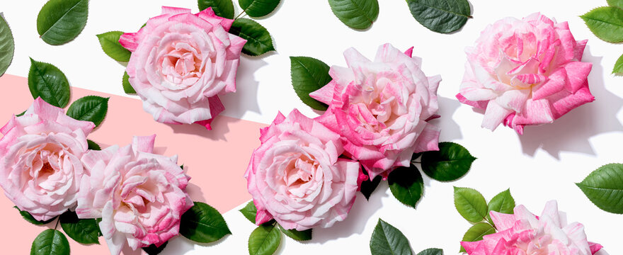 Pink roses with green leaves overhead view - flat lay