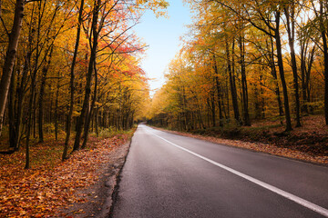 Beautiful view of asphalt road going through autumn forest