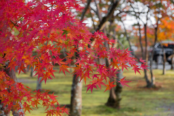 嵐山の紅葉