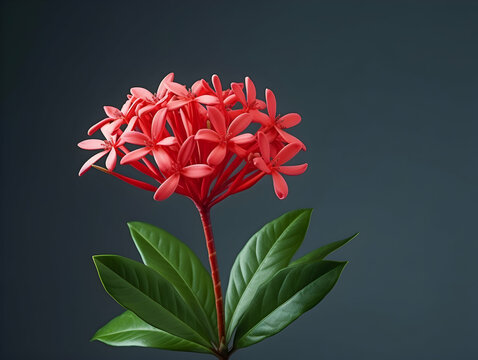 Ixora Coccinea flower in studio background, single Ixora Coccinea flower, Beautiful flower images