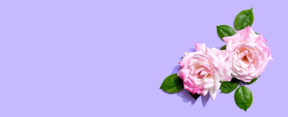 Pink roses with green leaves overhead view - flat lay