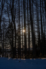 Fototapeta na wymiar 冬のカラマツ林から見える夕日 