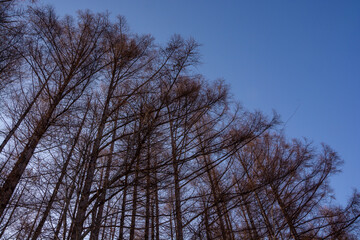 冬のカラマツ林と夕暮れの青空
