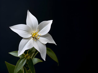 Fototapeta premium Jesmine&nbsp;flower in studio background, single&nbsp;jesmine&nbsp;flower, Beautiful flower images