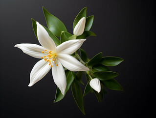 Fototapeta premium Jesmine&nbsp;flower in studio background, single&nbsp;jesmine&nbsp;flower, Beautiful flower images