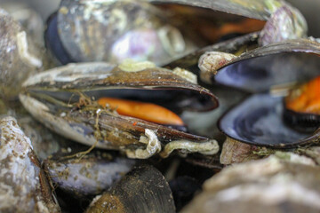 Savoring the Sea: Artfully Steamed Mussels in a Pot
