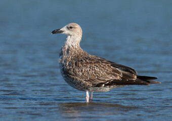 Juvenile Lesser Black backed Gull in the river, huge Gull in the water 