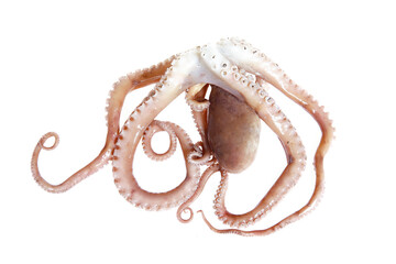 Octopus on a white background