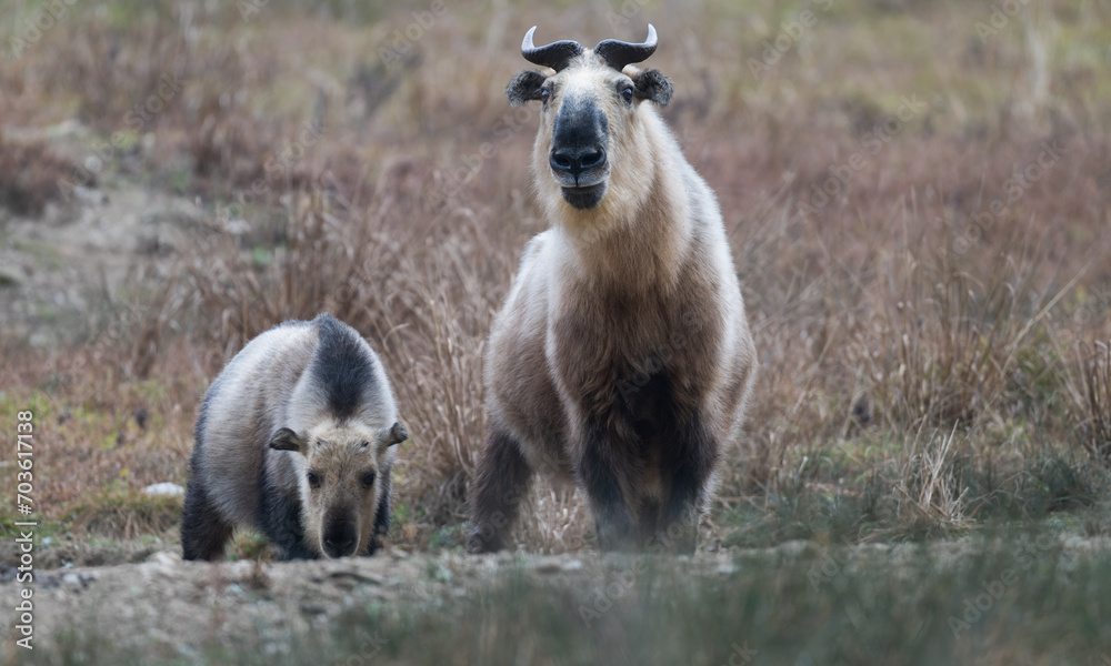 Wall mural Wild Takin in Sichuan province, China