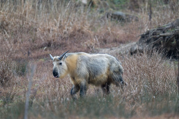 Wild Takin in Sichuan province, China