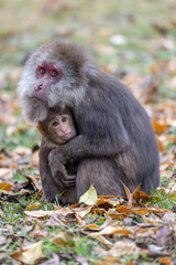 Tibetan Macaque mother and baby