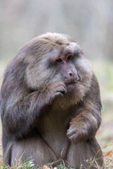Tibetan Macaque portrait in closeup