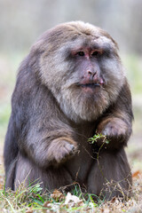 Tibetan Macaque portrait in closeup
