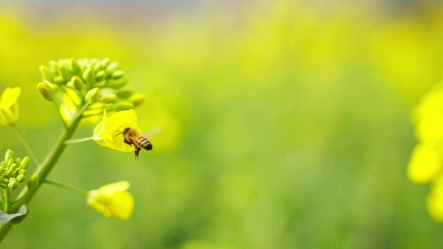 bee on yellow rape flower