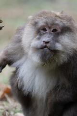 Tibetan Macaque portrait in closeup