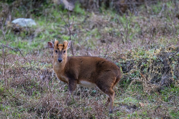 wild Muntiacus reevesi in Sichuan province, China
